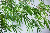 Bambusa textilis gracilis - Slender Weaver's Bamboo
