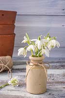 Double Galanthus - Snowdrop - posy displayed in small pottery bottle. 