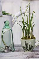 Galanthus nivalis - Snowdrops displayed in vintage 'snowdrop' teacup.
