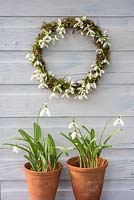 Hanging mossed wreath decorated with Galanthus flowers - Snowdrops. 