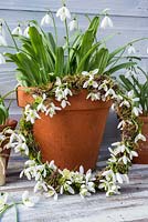 Mossed wreath decorated with Galanthus flowers - Snowdrops.
