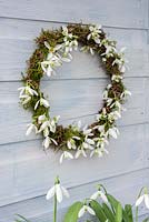 Mossed wreath decorated with Galanthus flowers - Snowdrops - hanging against wall.