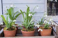 Wooden trug of Galanthus - Snowdrops planted up in small terracotta pots. 