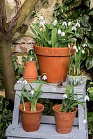 Galanthus - Snowdrops displayed in terracotta pots. 