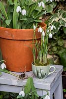Galanthus nivalis - Snowdrops displayed in vintage 'snowdrop' teacup. 
