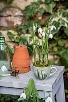 Galanthus nivalis - Snowdrops displayed in vintage 'snowdrop' teacup. 