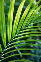 Dypsis cabadae - Cabada Palm 