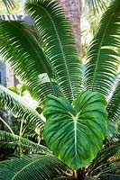 Philodendron magnifica and Dioon spinulosum.