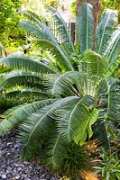 Dioon spinulosum - Giant Dioon