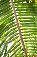 Close up of palm foliage.
