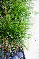 Ophiopogon japonicus - Mondo grass