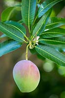 Mangifera indica - Mango 