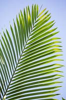 Palm foliage against blue sky.