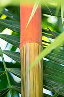 Cyrtostachys renda - Red sealing wax palm