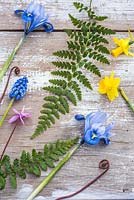 Spring flatlay with fern leaves, Muscari, Cyclamen coum, Narcissus 'Tete a Tete'  and Iris reticulata 'Alida' on wooden background. 
