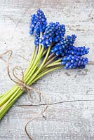 Muscari - Grape hyacinths tied into a posy with string. 