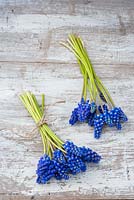 Muscari - Grape hyacinths tied into a posy with string.
