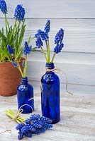 Muscari - Grape hyacinths displayed in blue bottles with posy.