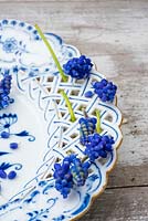 Muscari - Grape hyacinths decorating blue and white plate. 