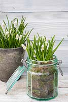 White Muscari 'Siberian Tiger' planted in glass jar with moss. 