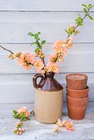 Chaenomeles speciosa 'Geisha Girl' - Japanese Quince 'Geisha Girl' cut and displayed in pottery vase. 