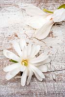 Magnolia stellata - Star Magnolia flower on wooden background
