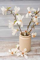 Cut Magnolia branches in pottery vase. 