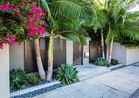 Garden entrance with narrow beds in front planted with Archontophoenix alexandrae - 
Alexander Palm, Bougainvillea and Agave weberi and Agave 'Blue Glow'