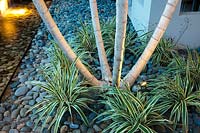 Cobble bed near house planted with Ptychosperma elegans - Saltaire Palm, view of base of trunk underplanted with Phormium - Variegated Flax