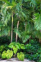 Lush planting in tropical garden. Key West Classic Garden, designed by Craig Reynolds. Key West, Florida, USA.

