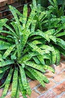 Vriesea ospinae gruberi - Bromeliad 