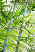 Bambusa chungii - Tropial Blue Bamboo.