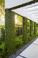 View of pergola supports covered with Ficus pumila - Creeping Fig