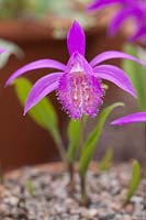 Pleione formosana 'Tongariro' - Windowsill Orchid 'Tongariro'