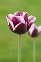 Tulipa 'Fontainebleau' - Tulip 'Fontainebleau' 