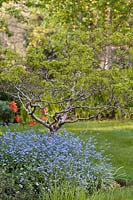 Robinia pseudoacacia 'Lace Lady' underplanted with with Myosotis - Forget-me-nots
