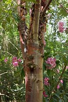 Acer griseum - Paperbark Maple surrounded by pink Rhododendron flowers. 