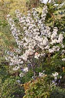 Malus x robusta 'Red Sentinel' - Crab apple - blossom on tree in mixed border