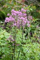 Thalictrum aquilegiifolium 'Black Stockings'- Meadow Rue 