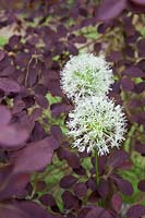 Allium stipitatum 'Mount Everest' - Allium 'Mount Everest' and Cotinus coggygria 'Royal Purple' - Smoke Tree 'Royal Purple' 
