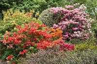 Early summer border with flowering Rhododendrons, including Rhododendron 'Kosters Brilliant Red', Ilex - Holly and heathers. 