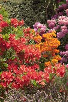 Rhododendron 'Kosters Brilliant Red'  - Deciduous Azalea  'Kosters Brilliant Red'