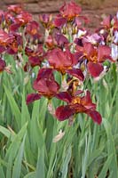 Iris x germanica 'Caliente' - Bearded Iris 'Caliente'