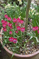Tulipa 'Little Beauty' - Tulip 'Little Beauty' and Narcissus - Daffodil, planted under small Maganolia tree in large clay pot. 