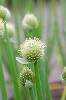 Allium fistulosum - Welsh Onion