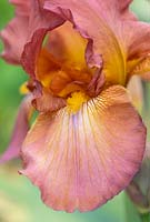 Iris 'Tarn Hows' - Tall Bearded Iris  