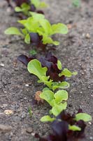 Lactuca sativa - Lettuce 'Salad Bowl Mixed' row of seedlings planted out 
in the ground
