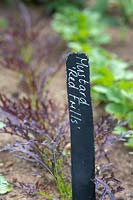 Brassica juncea - 'Mustard Red Frills' label in front of row of young plants growing in the ground
