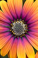 Osteospermum 'Purple Sun' - African Daisy 