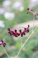 Pelargonium sidoides - African Geranium
 